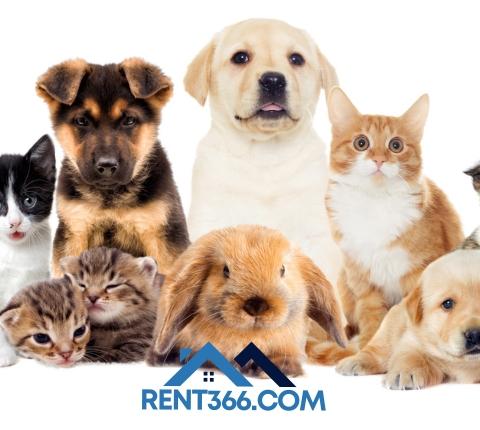 Pet Deposits: What You Should Know