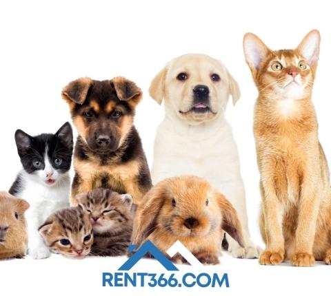 How to Find Pet‑Friendly Rentals