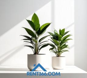 Best Indoor Plants for Rentals